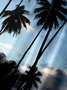Urlaub Stil Hawaii Serie Farbverlauf Landschaft Pflanze Kokosnuss Baum Element Muster Revers Kurzarm Brusttasche Bluse Print Oberteile